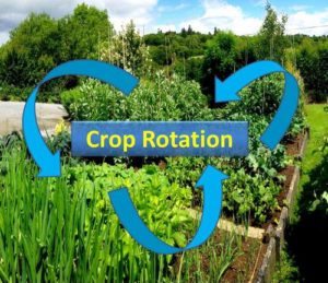 Crop Rotation in India