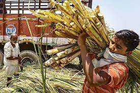 Jaggery Making in Sugarcane