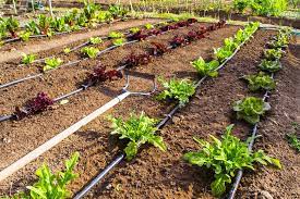 Drip Irrigation Farming