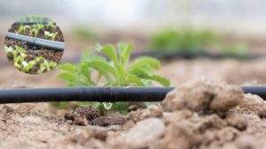 Drip Irrigation