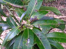 Pest Attack on Mango Leaves
