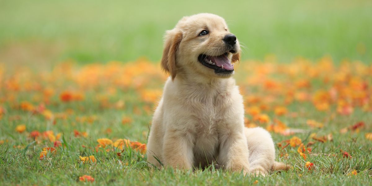 Amazing Facts About Dogs