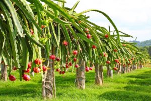 Dragon Fruit Cultivation