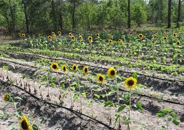 Sunflower Irrigation