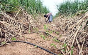 Sugarcane Farming In India