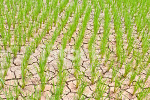 Paddy Cultivation