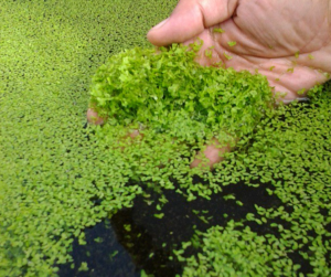 Cultivation of Azolla