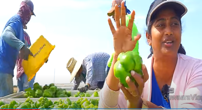 Bell Pepper Farming