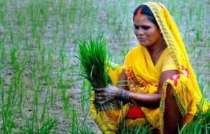 Indian Woman Farmer