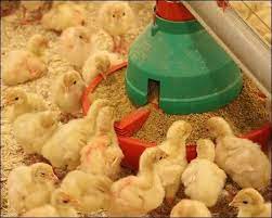 Turkey Chicks Farming