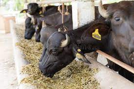 Buffalo Farming in India