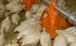 Turkey Poultry Farming