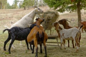 Goat Farming