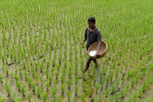 An Indian farmer sprays fertilizer in the paddy fields 