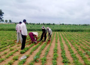 Groundnuts Planting