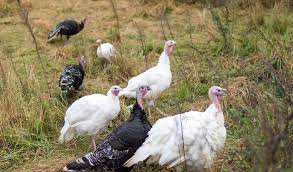 Turkey Chicks