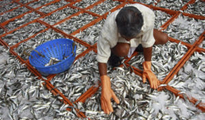 Fish Farming in India