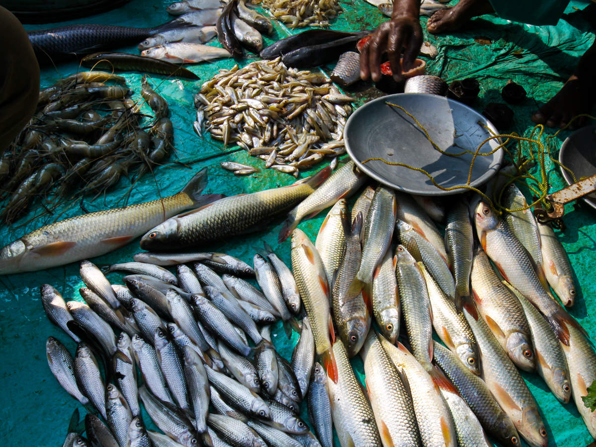 Indian Fisheries Sector