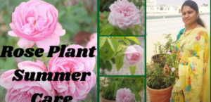 Rose Plant Summer Care
