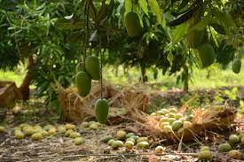Mangos Cultivation