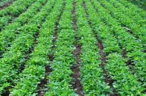 Groundnut Plantation