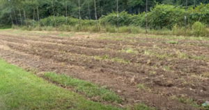 Organic Farming by Indian Women