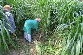 Para Grass Cultivation