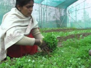 Fenugreek Farming