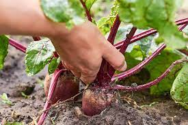 Beetroot Cultivation in India