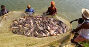 Aqua Culture - Fish Farming