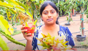 Dragon Fruit Cultivation