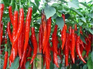 Homoeopathy In Chilli Crop