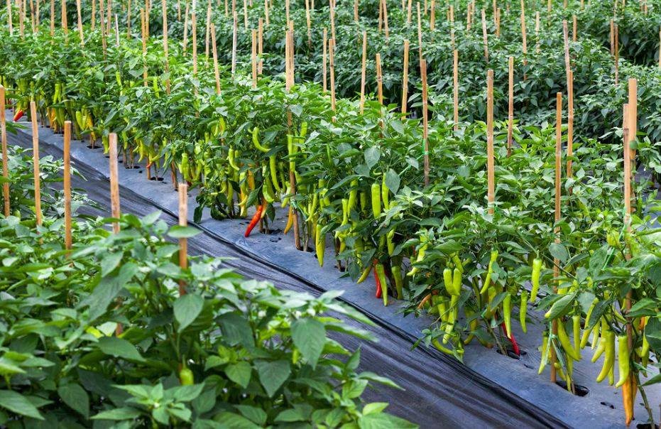 Chilli Cultivation