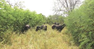 River Tamarind Plants