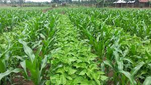Benefits of Intercropping