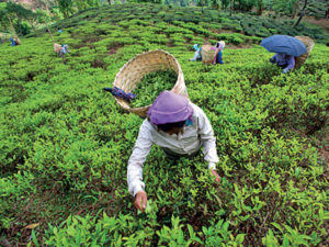 Darjeeling tea