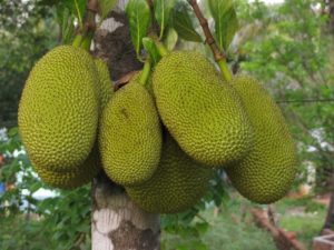 Jack Fruit