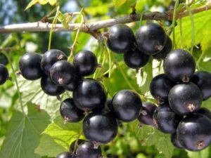 Jamun Fruits