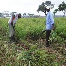 Lemon Grass Cultivation