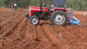 Beetroot Farming