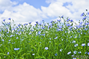 Benefits of Linseed Cultivation