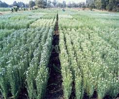 Linseed Cultivation