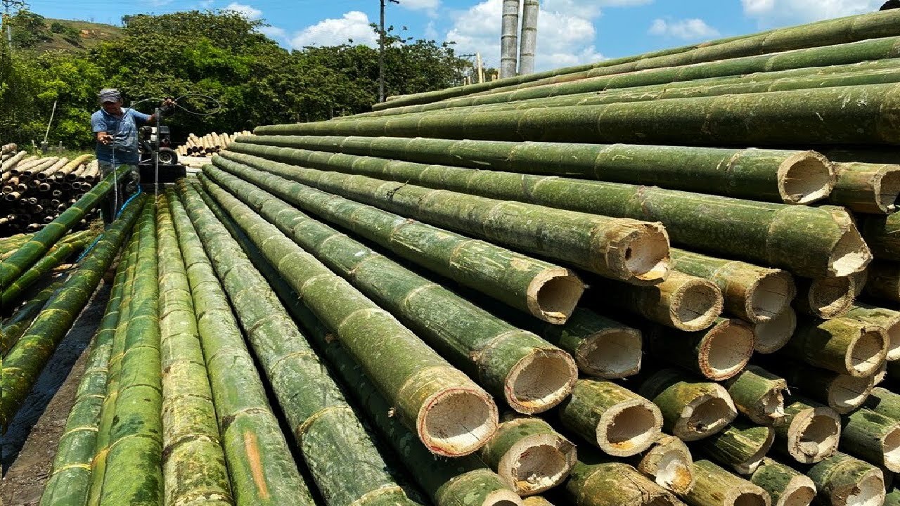 Bamboo Cultivation