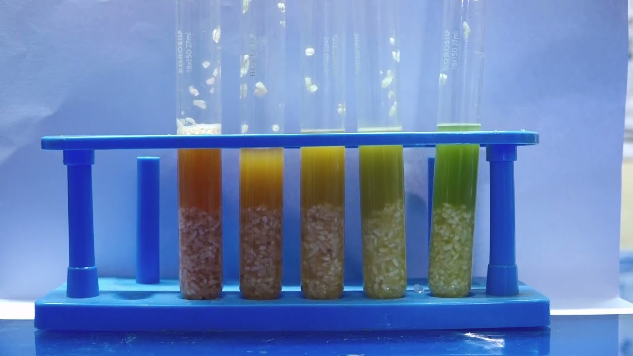 Rice Age Test Process