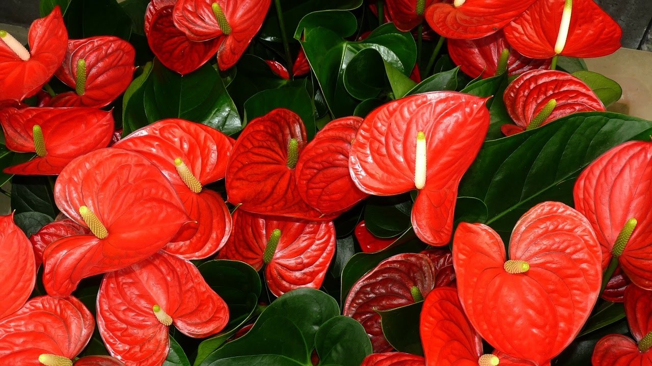 Anthurium Plant Care