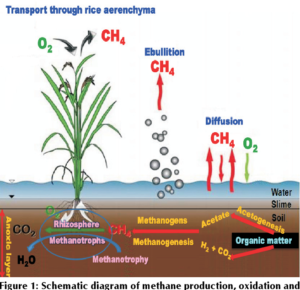 Methane Production