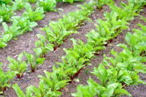 Beetroot Planting