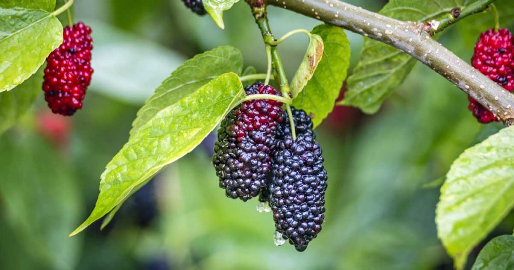 Mulberry Cultivation