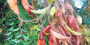 Neem Tree Leaves