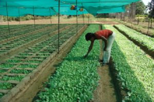 Nursery Management in Tobacco